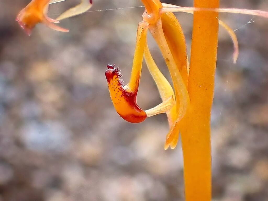 Spiculaea ciliata (Elbow Orchid), Great Southern Region WA © Terry Dunham