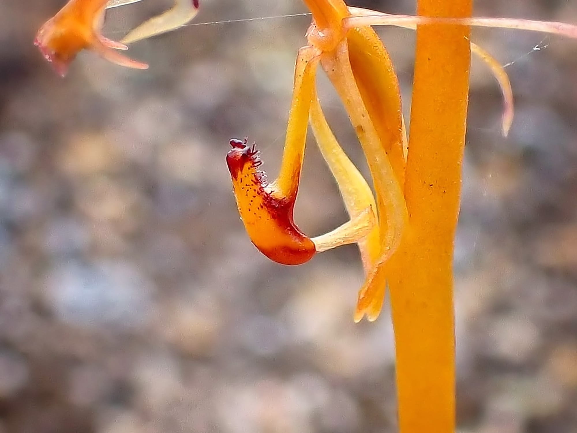 Spiculaea ciliata (Elbow Orchid), Great Southern Region WA © Terry Dunham