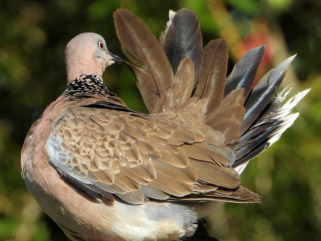 Spotted Dove (Spilopelia chinensis) © Dorothy Latimer
