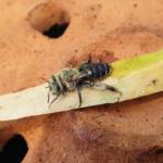 family Stenotritidae, genus Stenotritus, Alice Springs NT