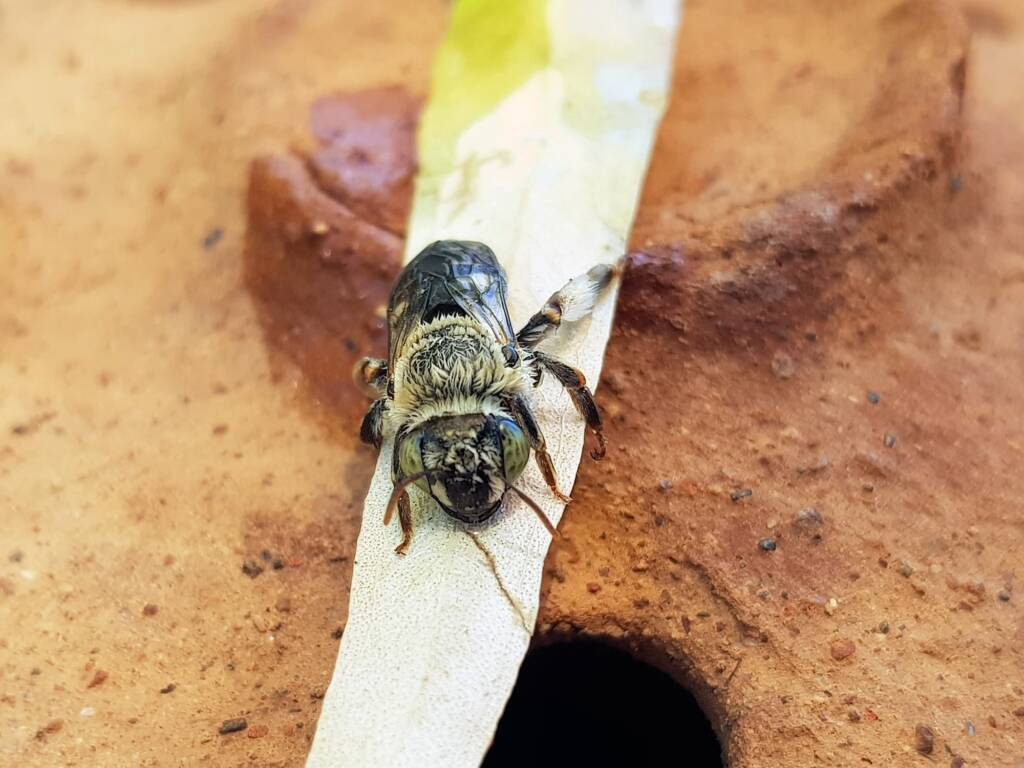 family Stenotritidae, genus Stenotritus, Alice Springs NT