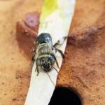 family Stenotritidae, genus Stenotritus, Alice Springs NT