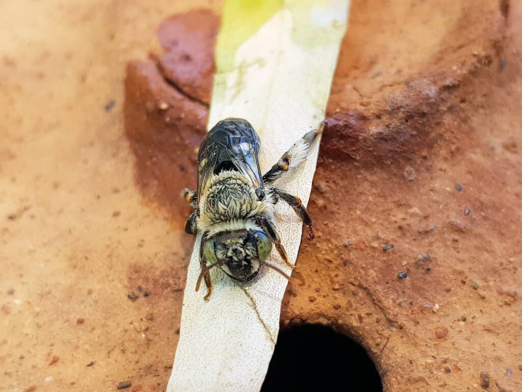 family Stenotritidae, genus Stenotritus, Alice Springs NT
