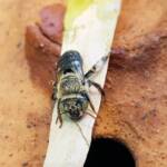 family Stenotritidae, genus Stenotritus, Alice Springs NT