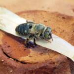 family Stenotritidae, genus Stenotritus, Alice Springs NT
