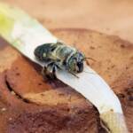 family Stenotritidae, genus Stenotritus, Alice Springs NT