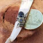 family Stenotritidae, genus Stenotritus, Alice Springs NT