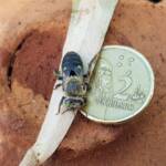 family Stenotritidae, genus Stenotritus, Alice Springs NT