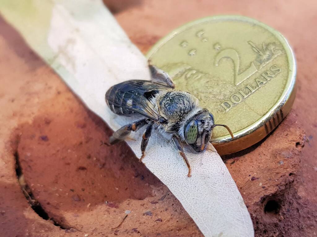 family Stenotritidae, genus Stenotritus, Alice Springs NT