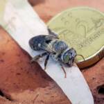 family Stenotritidae, genus Stenotritus, Alice Springs NT