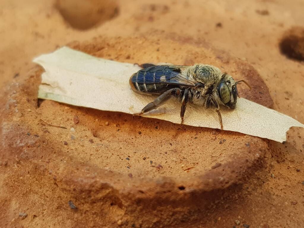 family Stenotritidae, genus Stenotritus, Alice Springs NT