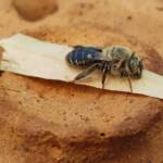 family Stenotritidae, genus Stenotritus, Alice Springs NT
