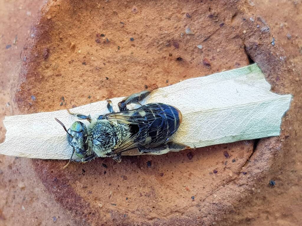family Stenotritidae, genus Stenotritus, Alice Springs NT