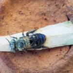 family Stenotritidae, genus Stenotritus, Alice Springs NT