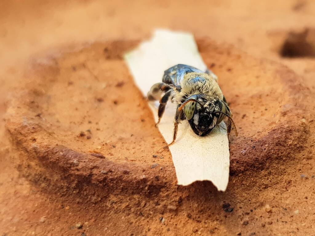 family Stenotritidae, genus Stenotritus, Alice Springs NT