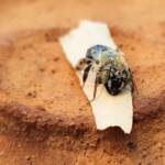 family Stenotritidae, genus Stenotritus, Alice Springs NT