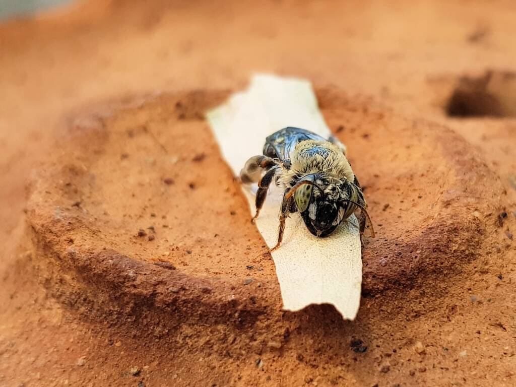 family Stenotritidae, genus Stenotritus, Alice Springs NT