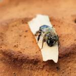 family Stenotritidae, genus Stenotritus, Alice Springs NT