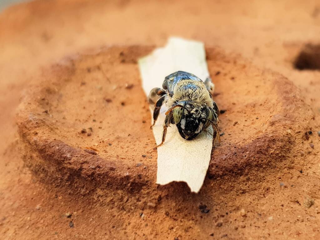 family Stenotritidae, genus Stenotritus, Alice Springs NT
