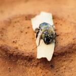 family Stenotritidae, genus Stenotritus, Alice Springs NT
