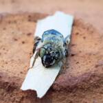 family Stenotritidae, genus Stenotritus, Alice Springs NT