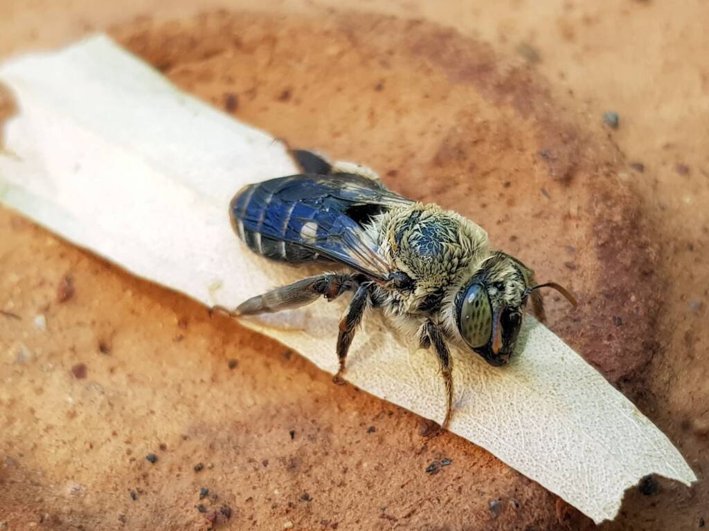 family Stenotritidae, genus Stenotritus, Alice Springs NT