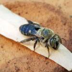 family Stenotritidae, genus Stenotritus, Alice Springs NT