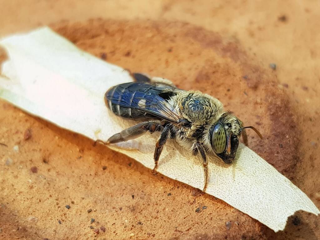 family Stenotritidae, genus Stenotritus, Alice Springs NT