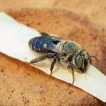 family Stenotritidae, genus Stenotritus, Alice Springs NT
