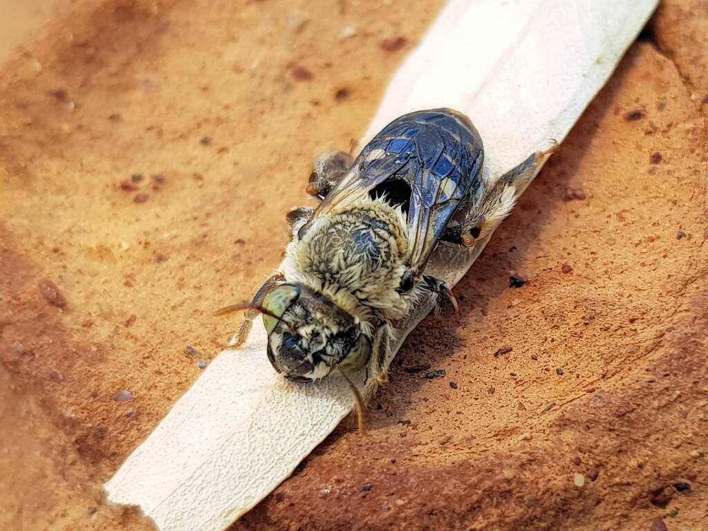 family Stenotritidae, genus Stenotritus, Alice Springs NT