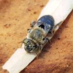 family Stenotritidae, genus Stenotritus, Alice Springs NT