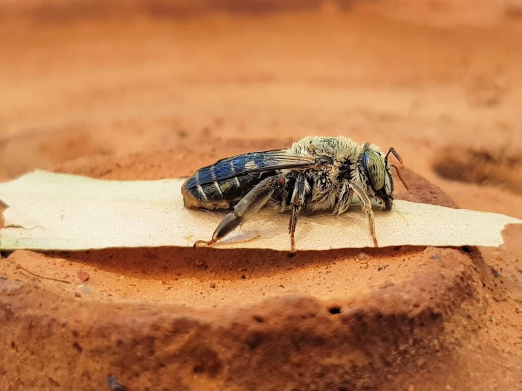 family Stenotritidae, genus Stenotritus, Alice Springs NT
