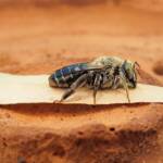 family Stenotritidae, genus Stenotritus, Alice Springs NT