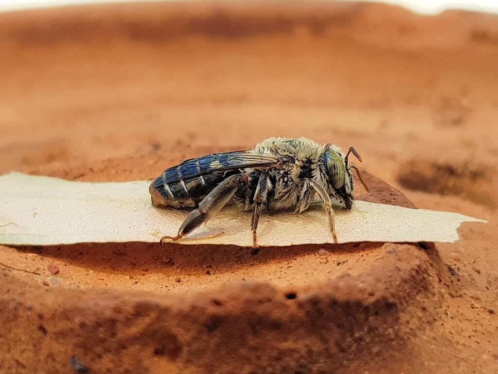 family Stenotritidae, genus Stenotritus, Alice Springs NT