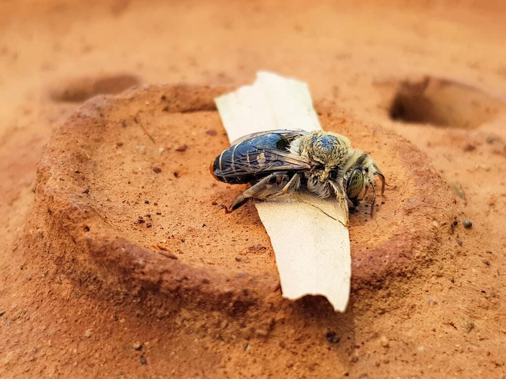 family Stenotritidae, genus Stenotritus, Alice Springs NT