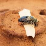 family Stenotritidae, genus Stenotritus, Alice Springs NT