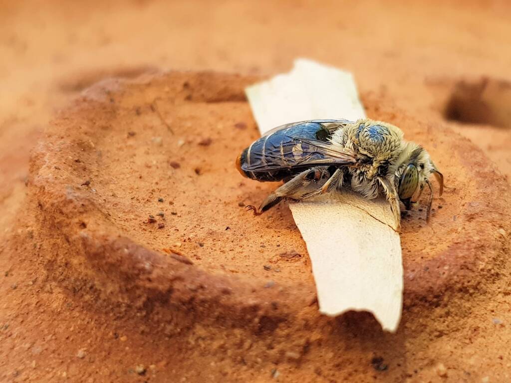 family Stenotritidae, genus Stenotritus, Alice Springs NT