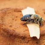 family Stenotritidae, genus Stenotritus, Alice Springs NT