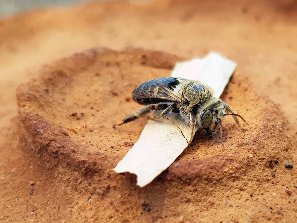 family Stenotritidae, genus Stenotritus, Alice Springs NT