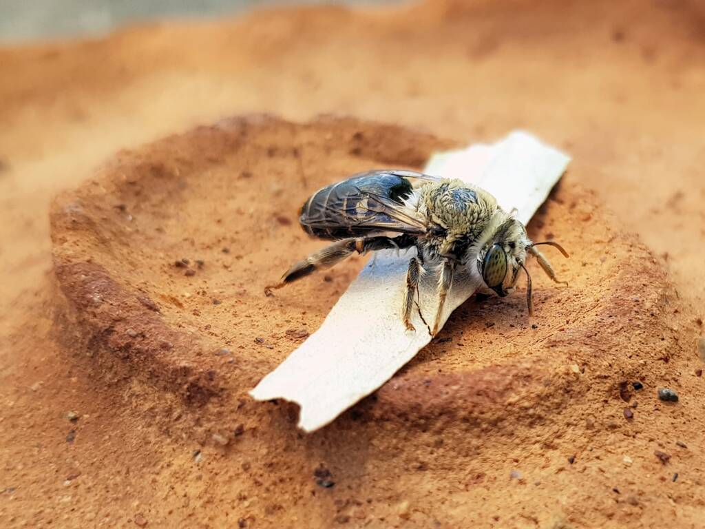family Stenotritidae, genus Stenotritus, Alice Springs NT