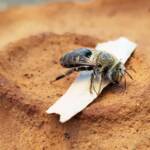 family Stenotritidae, genus Stenotritus, Alice Springs NT
