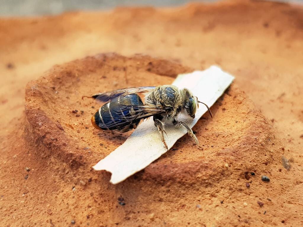 family Stenotritidae, genus Stenotritus, Alice Springs NT