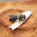 family Stenotritidae, genus Stenotritus, Alice Springs NT