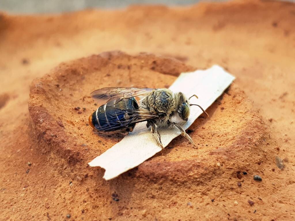 family Stenotritidae, genus Stenotritus, Alice Springs NT