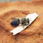 family Stenotritidae, genus Stenotritus, Alice Springs NT