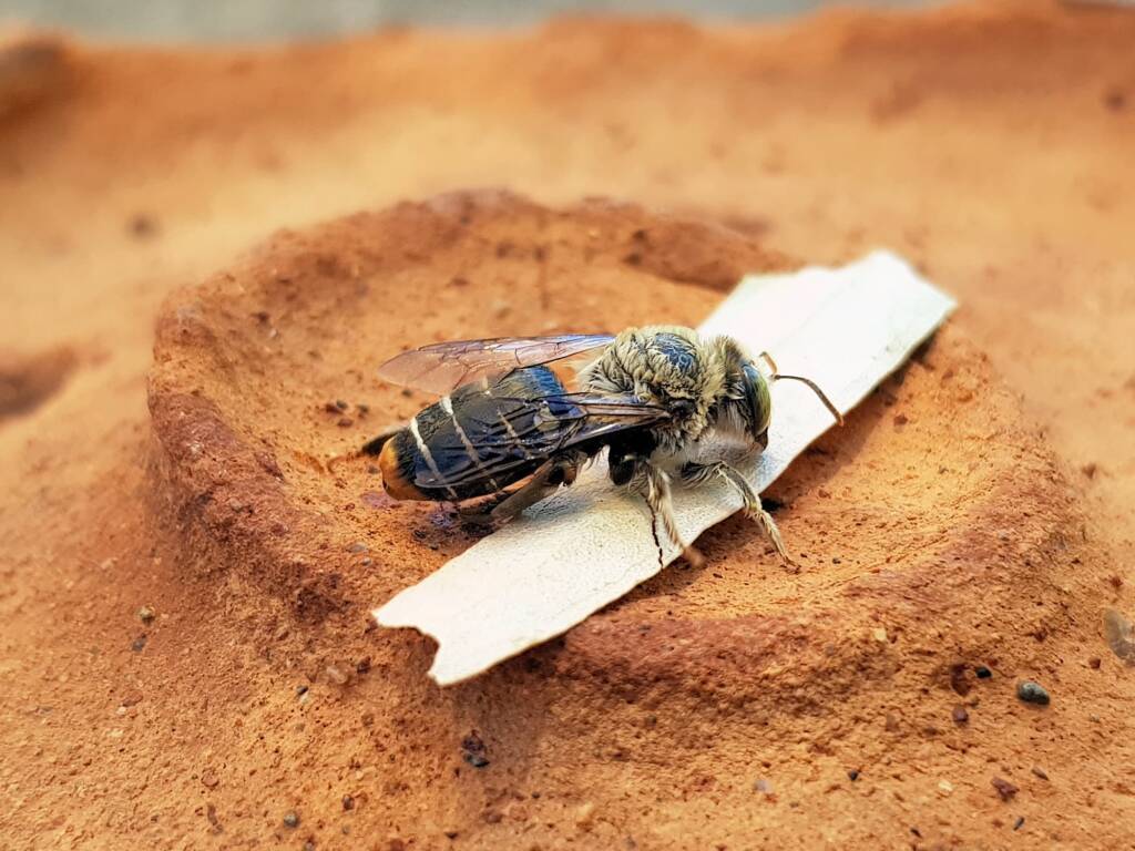 family Stenotritidae, genus Stenotritus, Alice Springs NT
