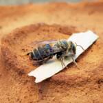 family Stenotritidae, genus Stenotritus, Alice Springs NT