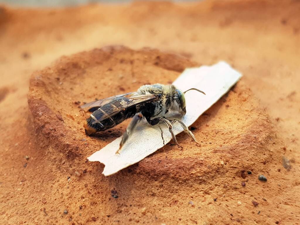 family Stenotritidae, genus Stenotritus, Alice Springs NT