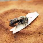 family Stenotritidae, genus Stenotritus, Alice Springs NT
