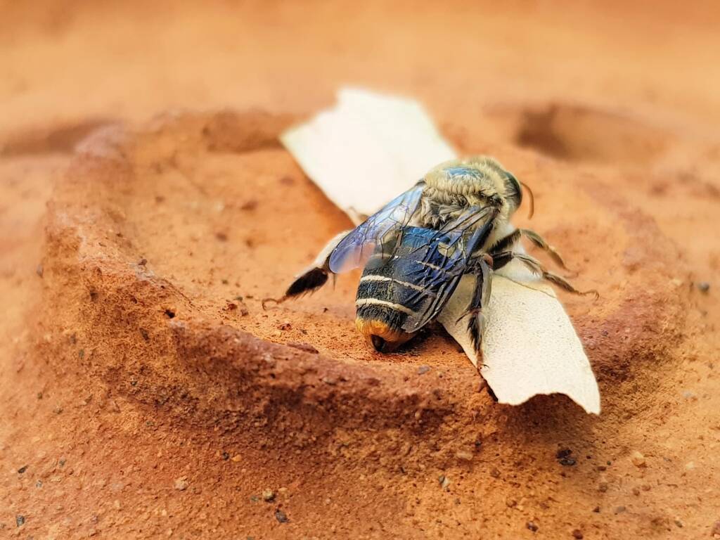 family Stenotritidae, genus Stenotritus, Alice Springs NT